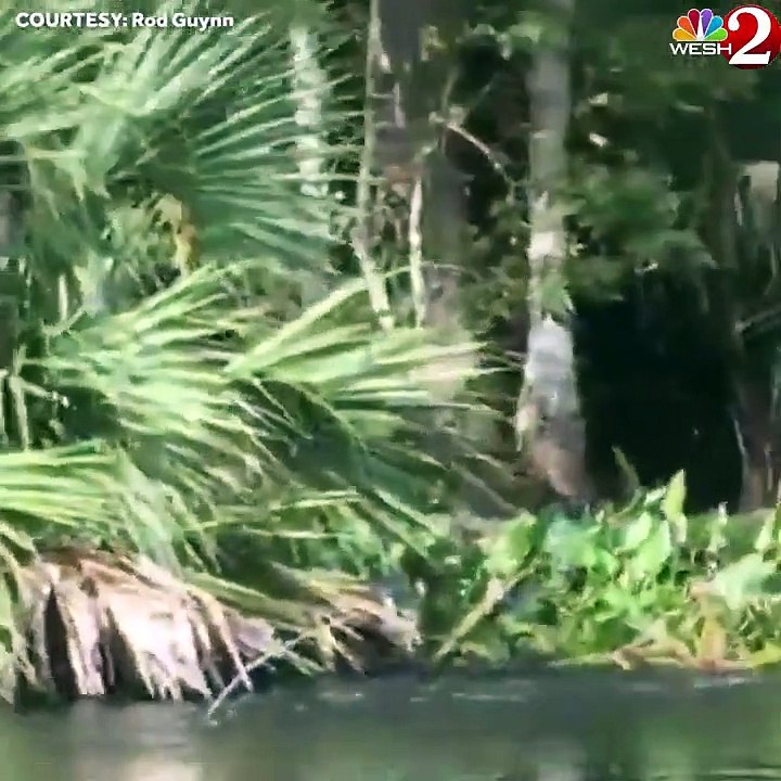 Des dizaines de singes se jettent dans l’eau pour fuir d'autres singes