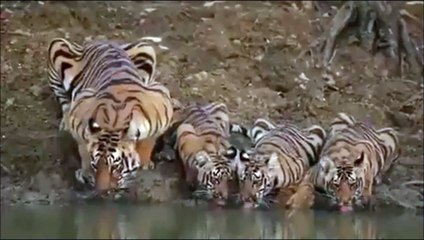 Cette famille de tigres se désaltère dans la rivière... Magnifique