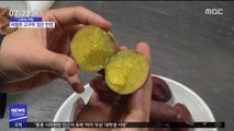 [스마트 리빙] 검은 반점 생긴 고구마 먹지 마세요