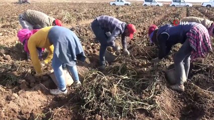 Patatesten bu yıl 260 milyon TL hasılat bekleniyor