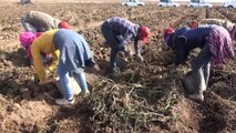 Patatesten bu yıl 260 milyon TL hasılat bekleniyor