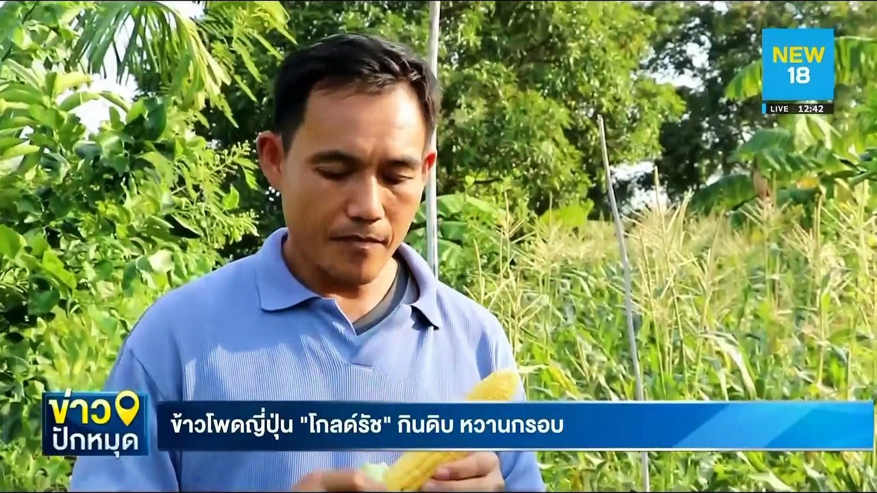 ข้าวโพดญี่ปุ่น "โกลด์รัช" กินดิบ หวานกรอบ | NEW18