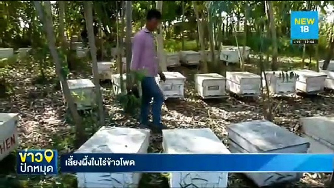 เลี้ยงผึ้งในไร่ข้าวโพด | NEW18
