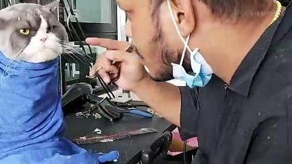 Grumpy Cat Not Happy About Having His Hair Cut