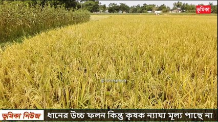 ধানের উচ্চ ফলন কিন্তু কৃষক ন্যায্য মূল্য পাছে না দেশ জু‌ড়ে তোলপাড়