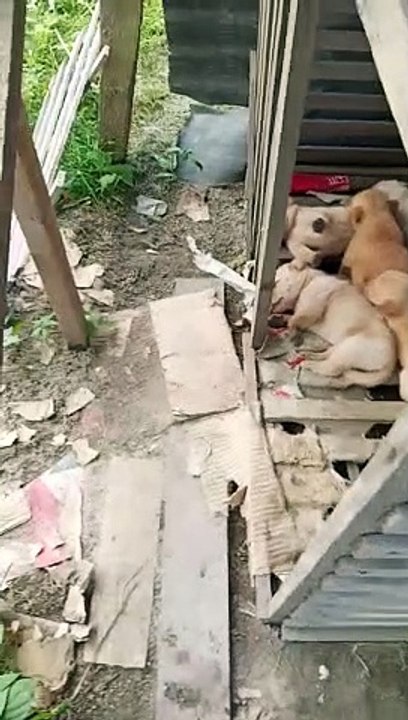 Cobra attack puppy