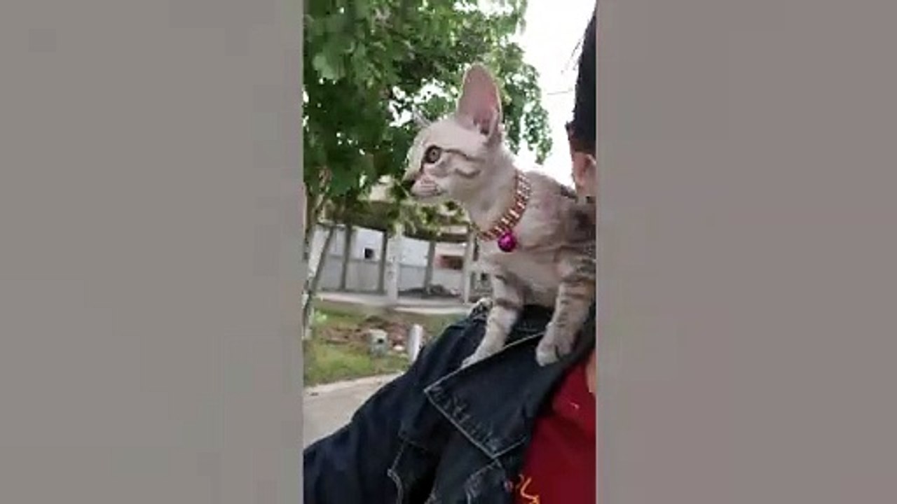 Kitten Rides On Owner's Shoulder On Motorcycle