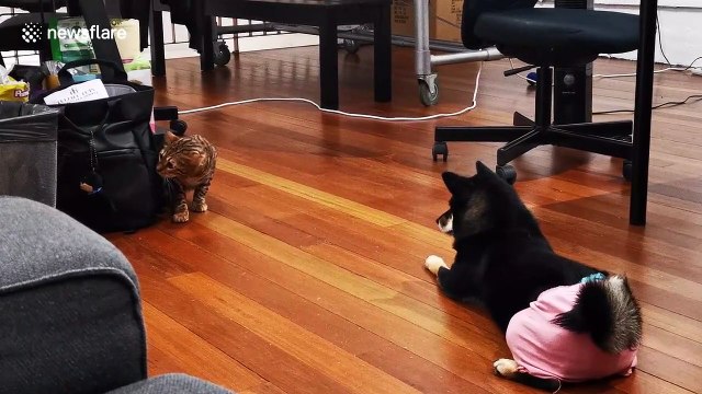 Pet dog stops cat stealing from bag