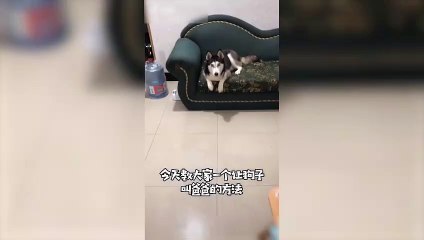 我可没听出来它叫250-mbx搞笑视频