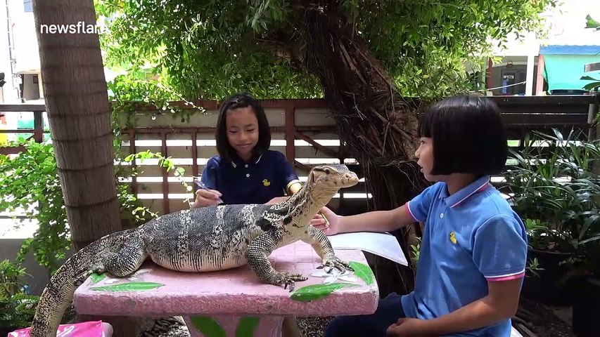 asian water monitor as a pet