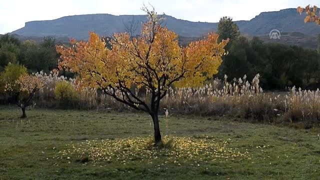 Iğdır'daki Acısu Vadisi'nde sonbahar güzelliği - IĞDIR