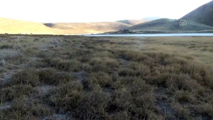 Kuruyan Meke Gölü'nün üstünü yabani otlar kapladı - KONYA