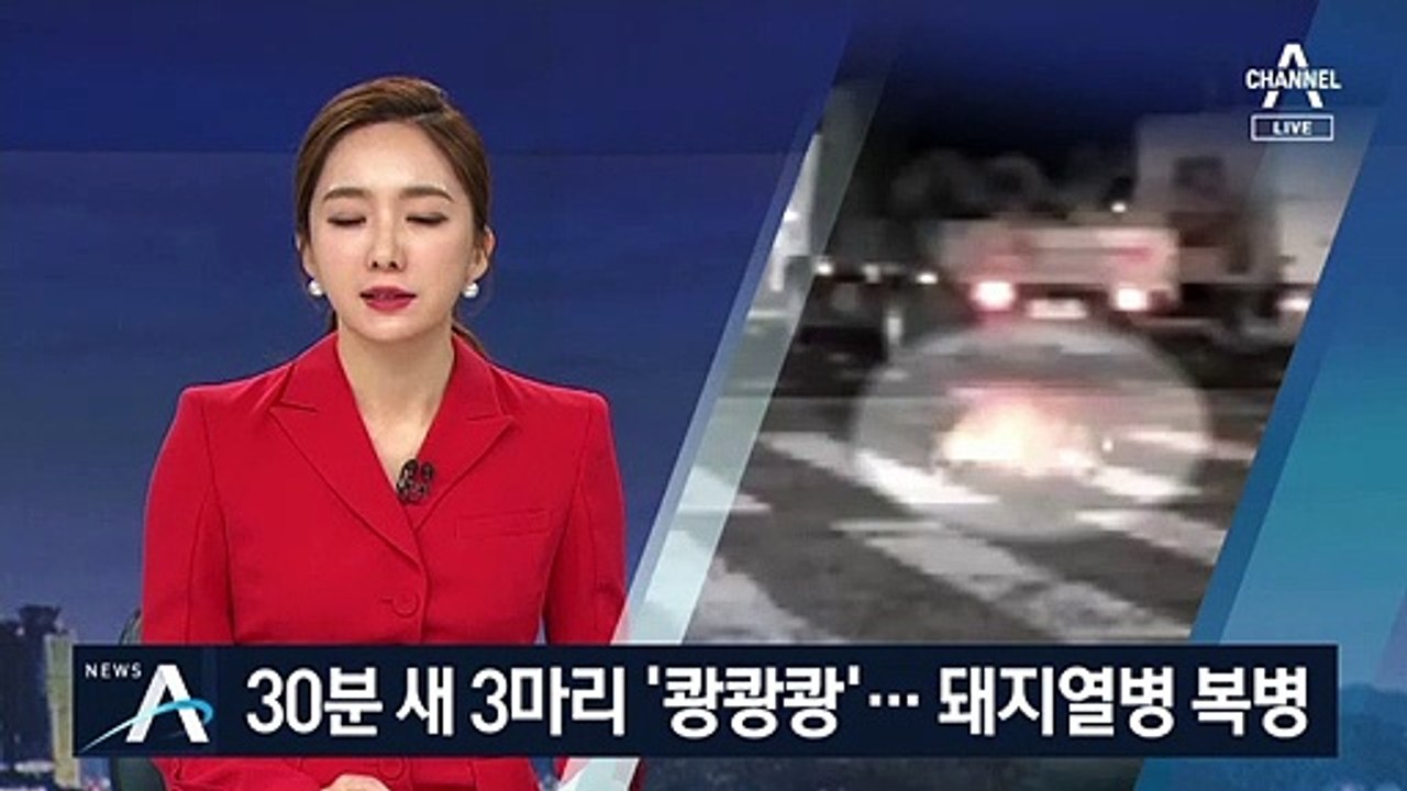 도심 교차로 뛰어든 멧돼지, 30분새 3마리 ‘쾅쾅쾅’