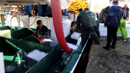 Karadeniz'e açılan balıkçılar tonlarca hamsiyle döndü - KASTAMONU