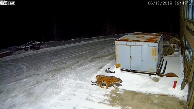 Un tigre se balade en liberté dans ce village en Sibérie !