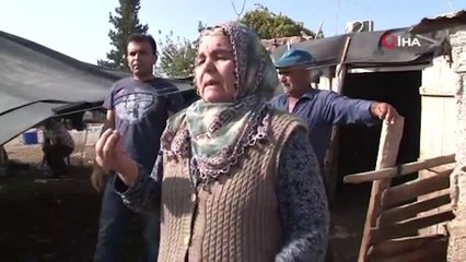 Koyunları çalınan Ayşe Akgül: Benim tek geçim kaynağım o. Oğlumu evlendirecektim