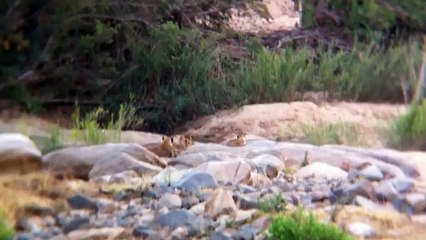 2 Lionesses and 7 cubs - 3 July 2019 - Latest Sightings