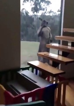 Un grand Kangourou contre une fenêtre