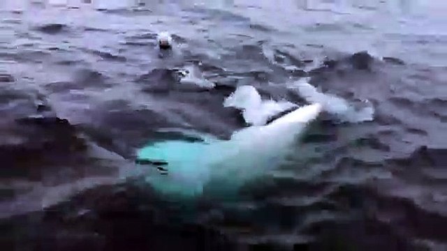 Pôle Nord : Un homme lance un ballon pour un Beluga