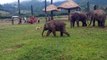 Thaïlande : Un petit éléphant essaye d'attraper un chien !