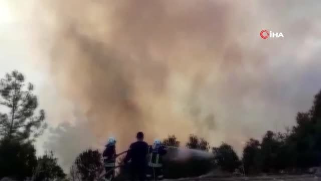 Seydikemer'de anız yangını ormana sıçradı
