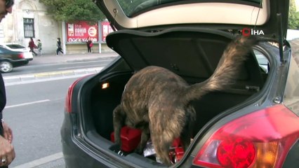 İstanbul'da 39 ilçede 'Yeditepe Huzur' uygulaması