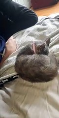 Sleepy Cat Flips like Pancake