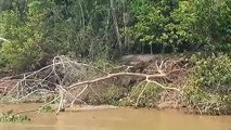 L'incroyable méthode de défense de ces loutres géantes face à un jaguar