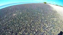 Cette plage est recouverte par des millions d'escargots de mer