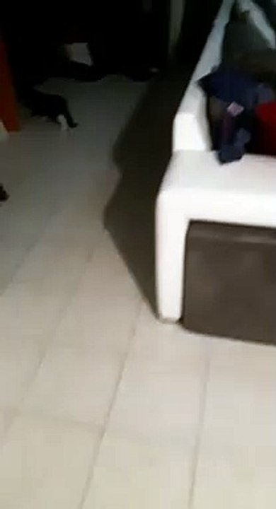 Pixelle Découvre son nouveau foyer 2