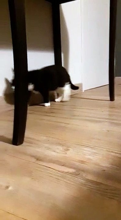 Pixelle Découvre son nouveau foyer 3