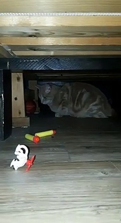 Pixelle Découvre son nouveau foyer 4