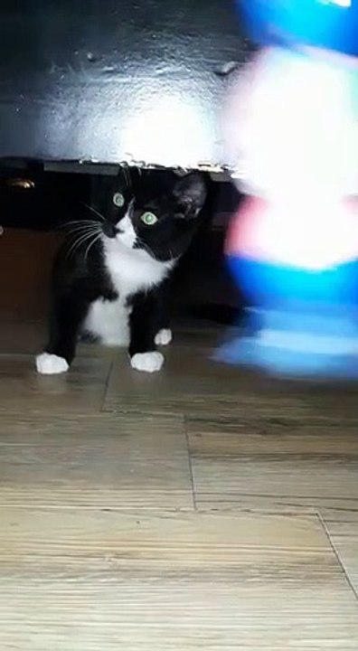 Pixelle Découvre son nouveau foyer 5