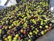 Gallician : récolte des olives au Moulin des Bouviers