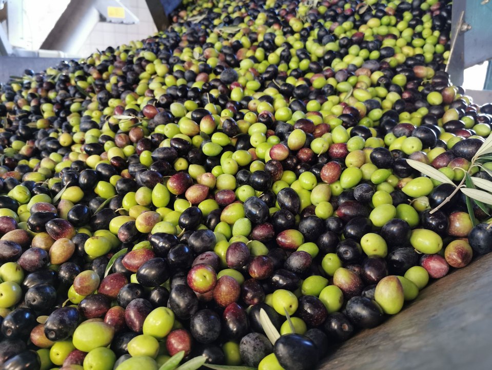Gallician : récolte des olives au Moulin des Bo...