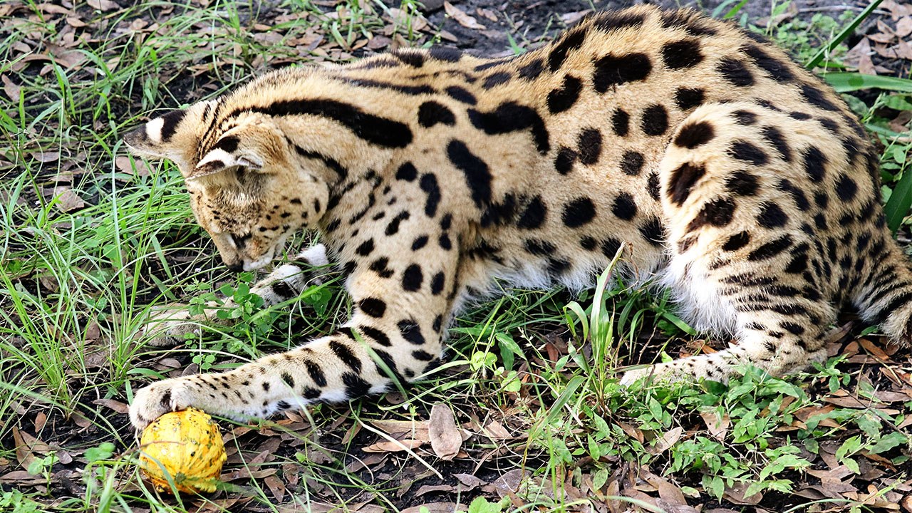 Serval And Bobcat Pumpkin Soccer