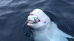 Un beluga joue avec un ballon de rugby et fait le buzz