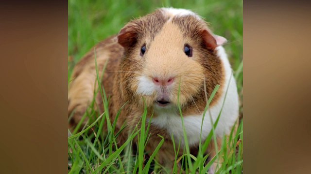 Bichinho fofinho cantando TEMPO PERDIDO do Legião Urbana