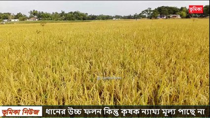 ধানের উচ্চ ফলন কিন্তু কৃষক ন্যায্য মূল্য পাছে না দেশ জু‌ড়ে তোলপাড়