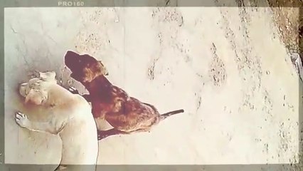 खिलाड़ी नं. 1,प्यारे से बेबी डाॅगी मनमाने  खेलते हैं !( 360 X 640 )