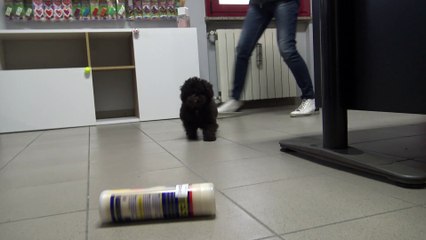 CAMILLO BARBONCINO TOY