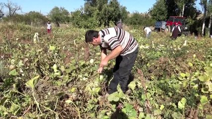 Afyon tarlada yetiştirdiği kabakları sanat eserine dönüştürüyor
