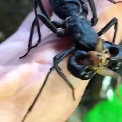 Thelyphonida Vinegaroon Feeding on Insect Crawls on Person's Arm