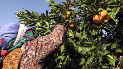 Verimi düşen mandalina, kalitesiyle ihracatı dengeleyecek - İZMİR