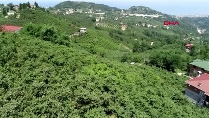 Trabzon yazın fındığa dadanan 'kahverengi kokarca'da kış tedirginliği,