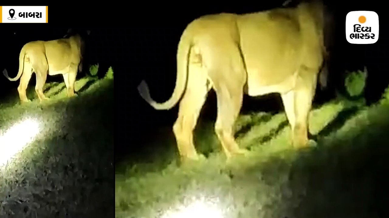 ગીરના સિંહો બાબરા સુધી પહોંચ્યા, સાવજોના આંટાફેરાથી ખેડૂતોમાં ભય, વન વિભાગને MLAની રજૂઆત