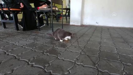 Türklerin kedi sevgisini örnek alıp kedi kulübü kurdular - KUALA