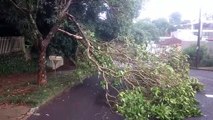 Chuva derrubou parte de árvore na Rua Pedro Ivo