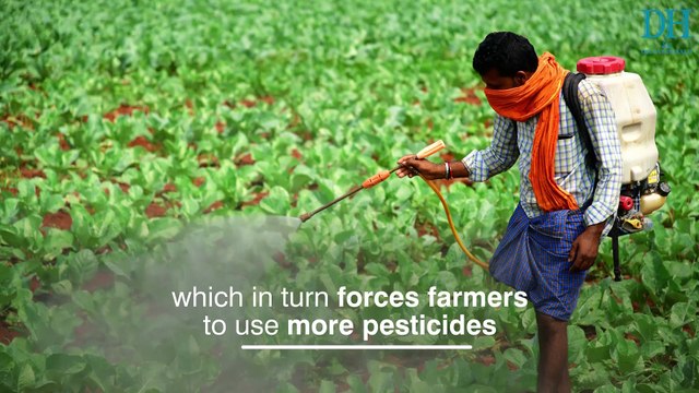 Farmers and consumers fall prey to pesticides