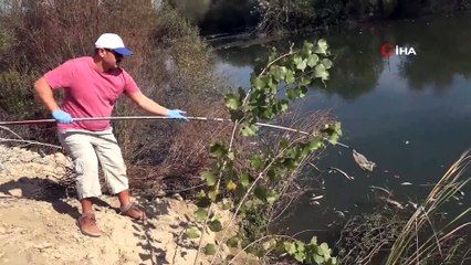 Antalya'da yüzlerce balık telef oldu